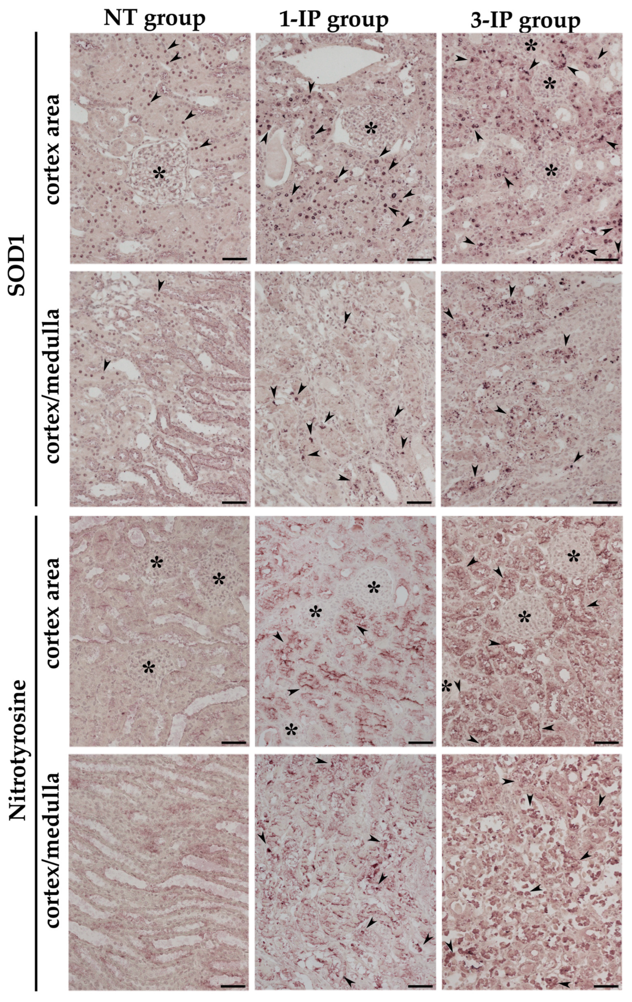 Applsci 15 01090 g009
