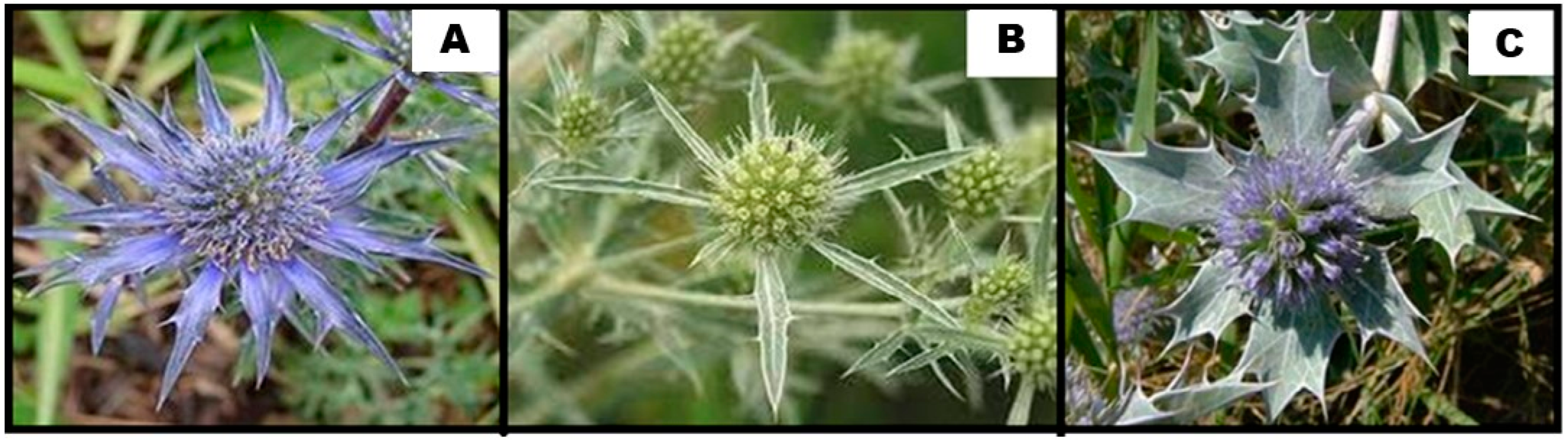 Applsci 15 01433 g001 Applsci 15 01433 g001