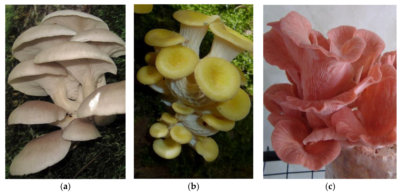 Applsci 15 01655 g001