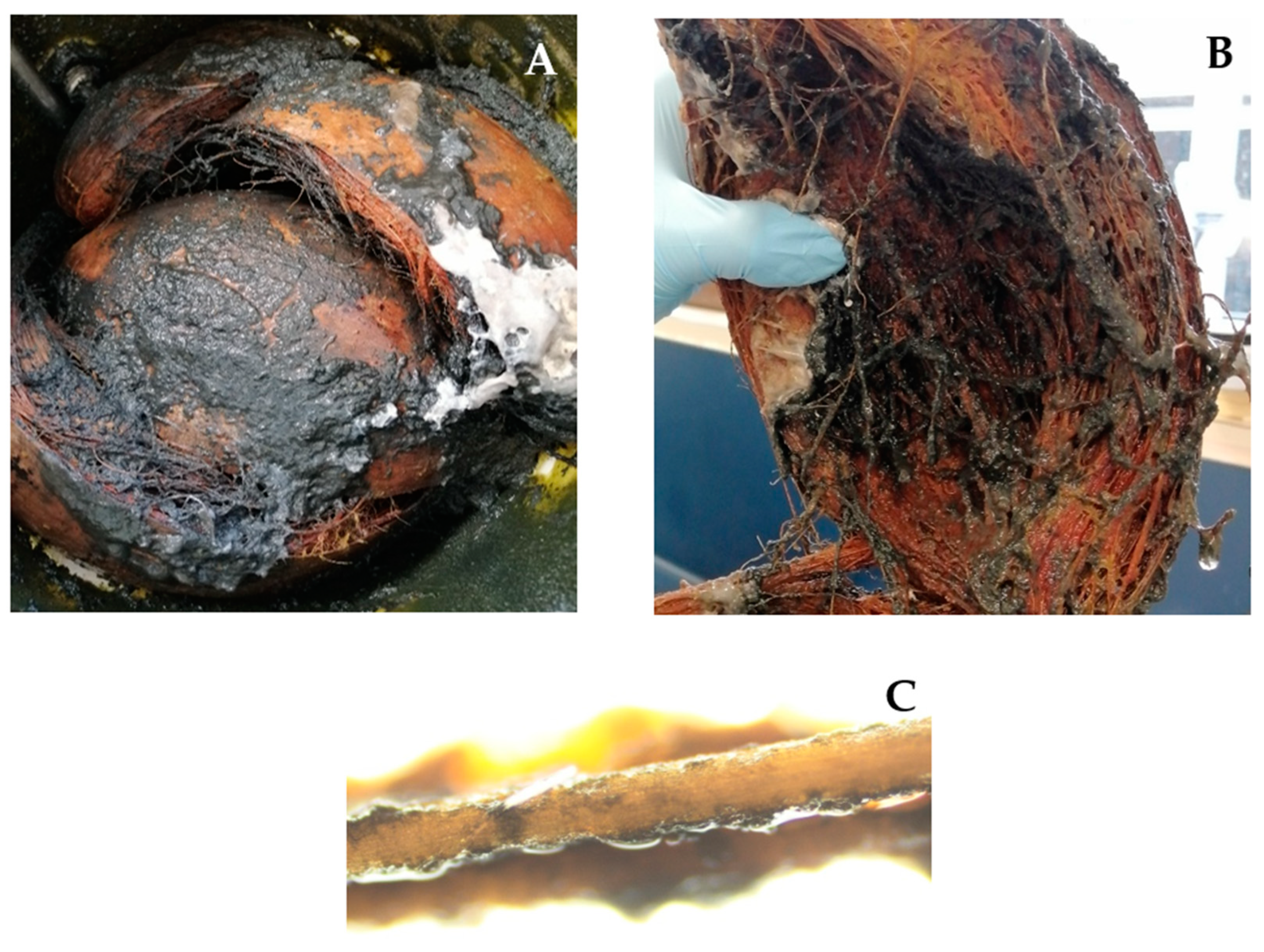 Applsci 15 01944 g007