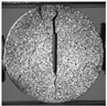 Applsci 15 02149 i046