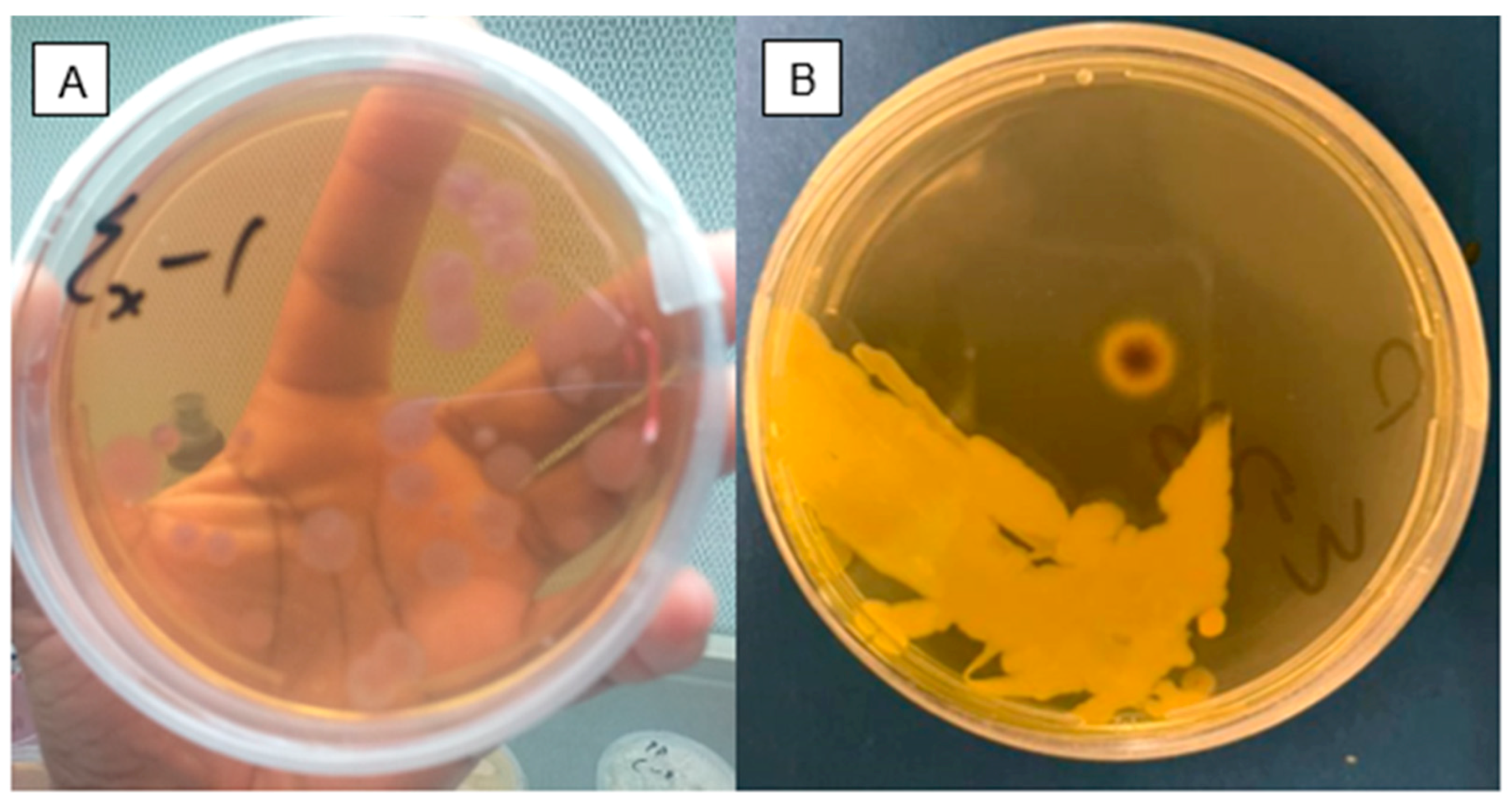 Applsci 15 02299 g002