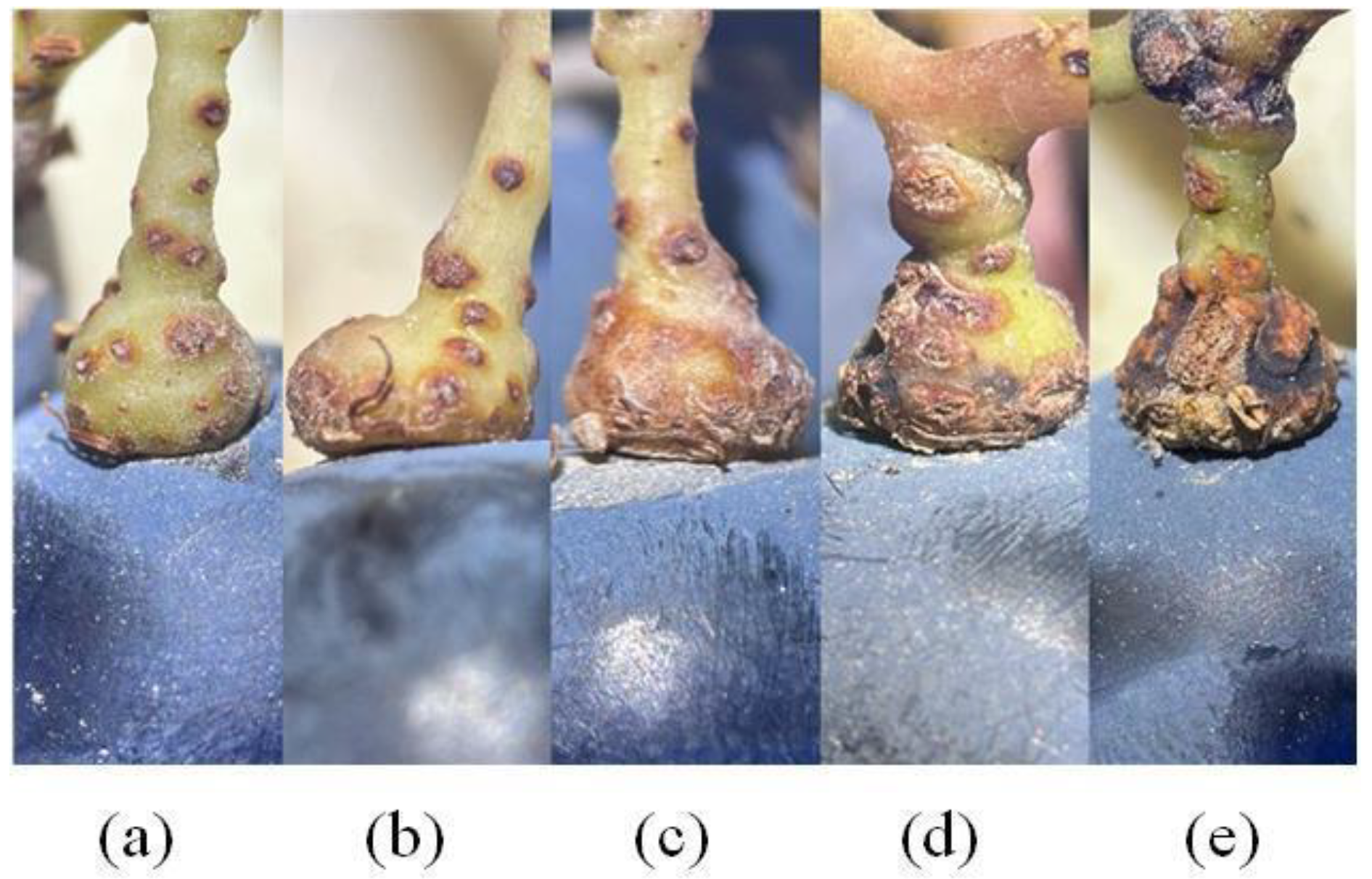 Applsci 15 02712 g002