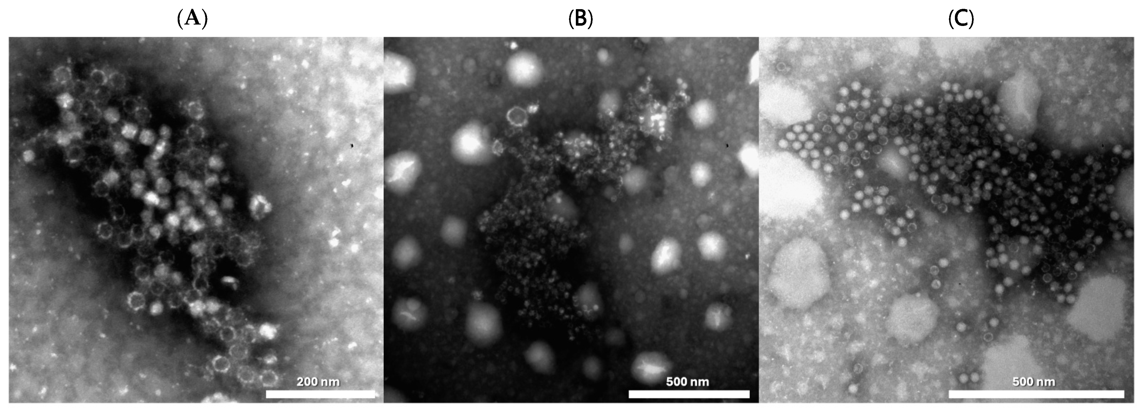 Applsci 15 02879 g008