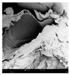 Applsci 15 02988 i001 Applsci 15 02988 i001