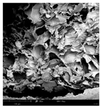 Applsci 15 02988 i007 Applsci 15 02988 i007