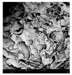 Applsci 15 02988 i019 Applsci 15 02988 i019