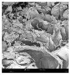 Applsci 15 02988 i025 Applsci 15 02988 i025