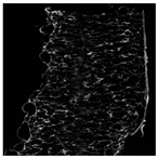 Applsci 15 02988 i029 Applsci 15 02988 i029