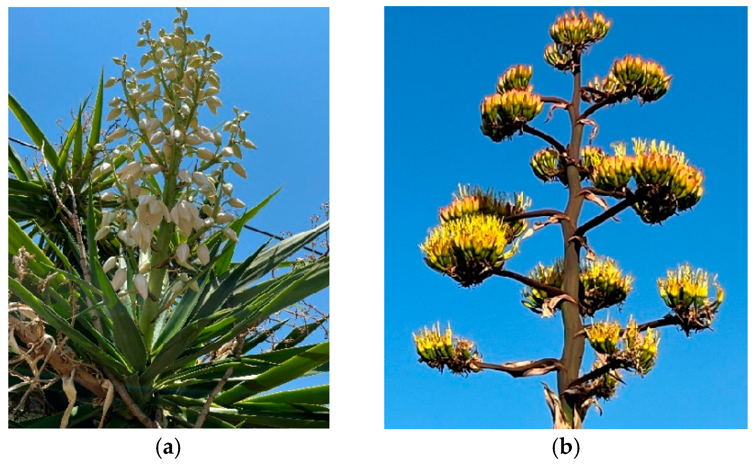 Applsci 15 03432 g001a