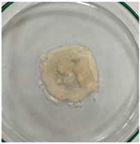 Applsci 15 04084 i009