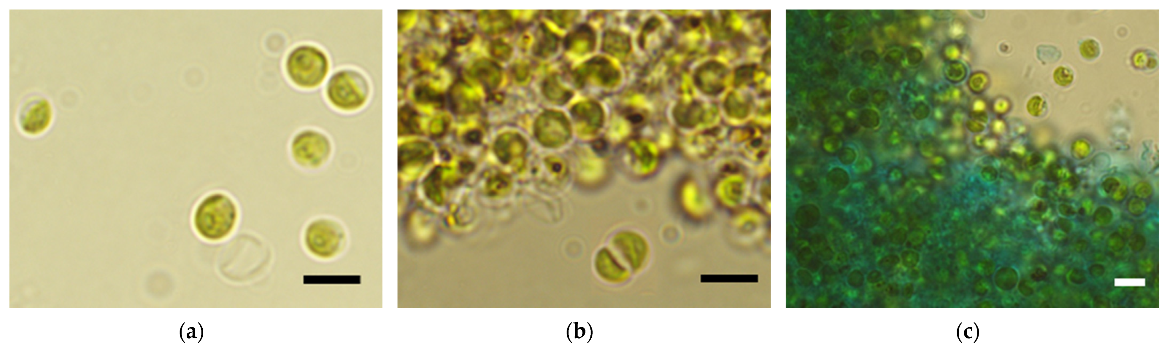 Applsci 15 04235 g002