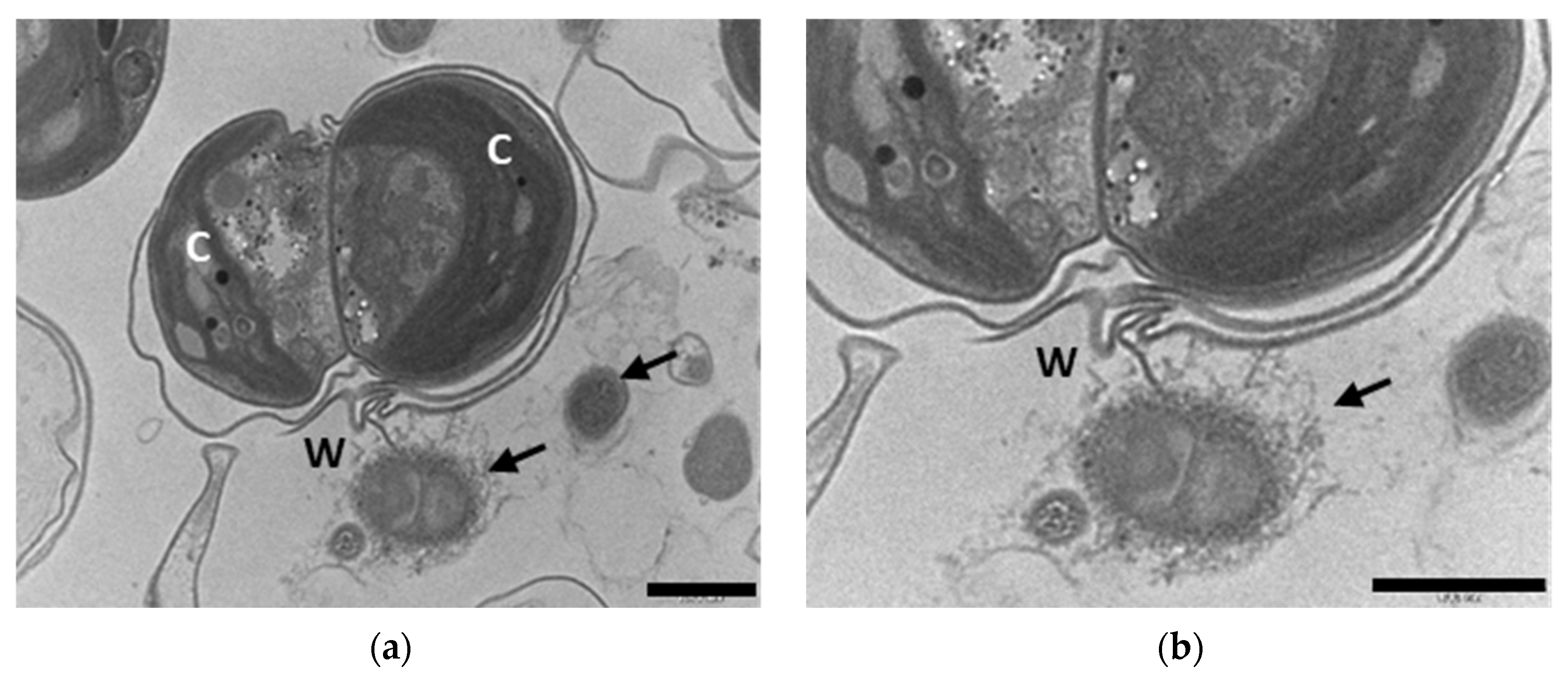 Applsci 15 04235 g003