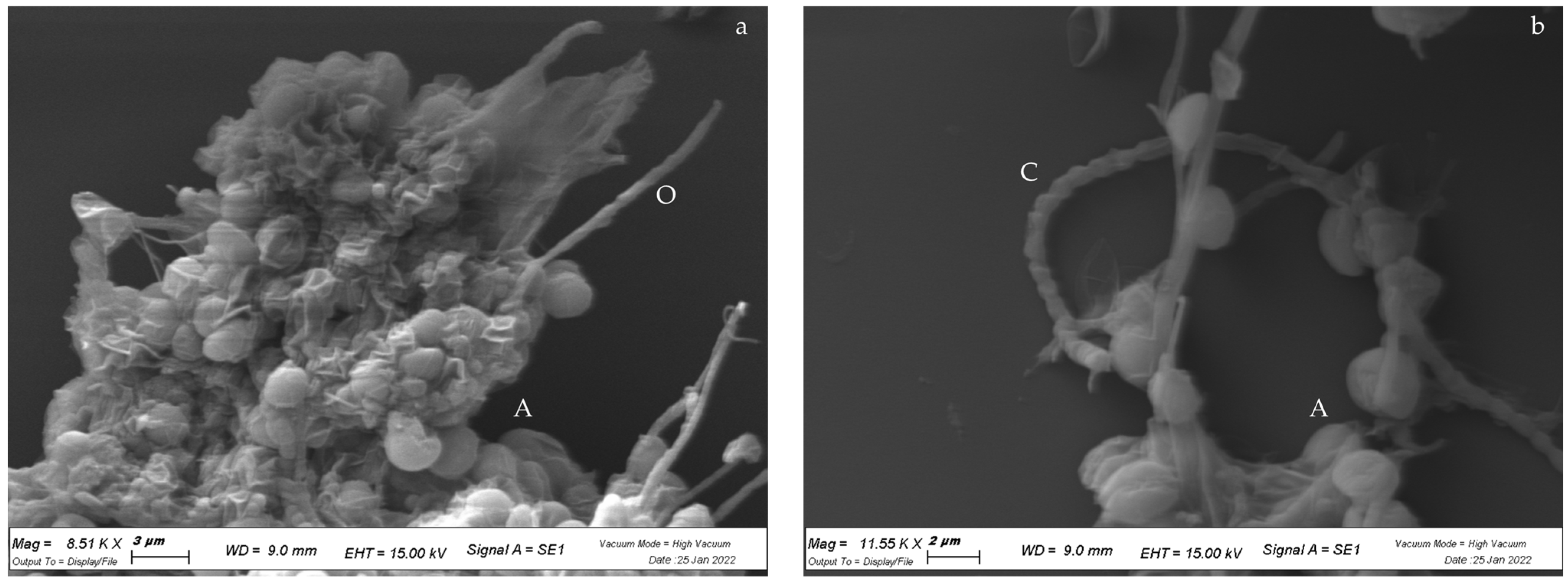 Applsci 15 04235 g004