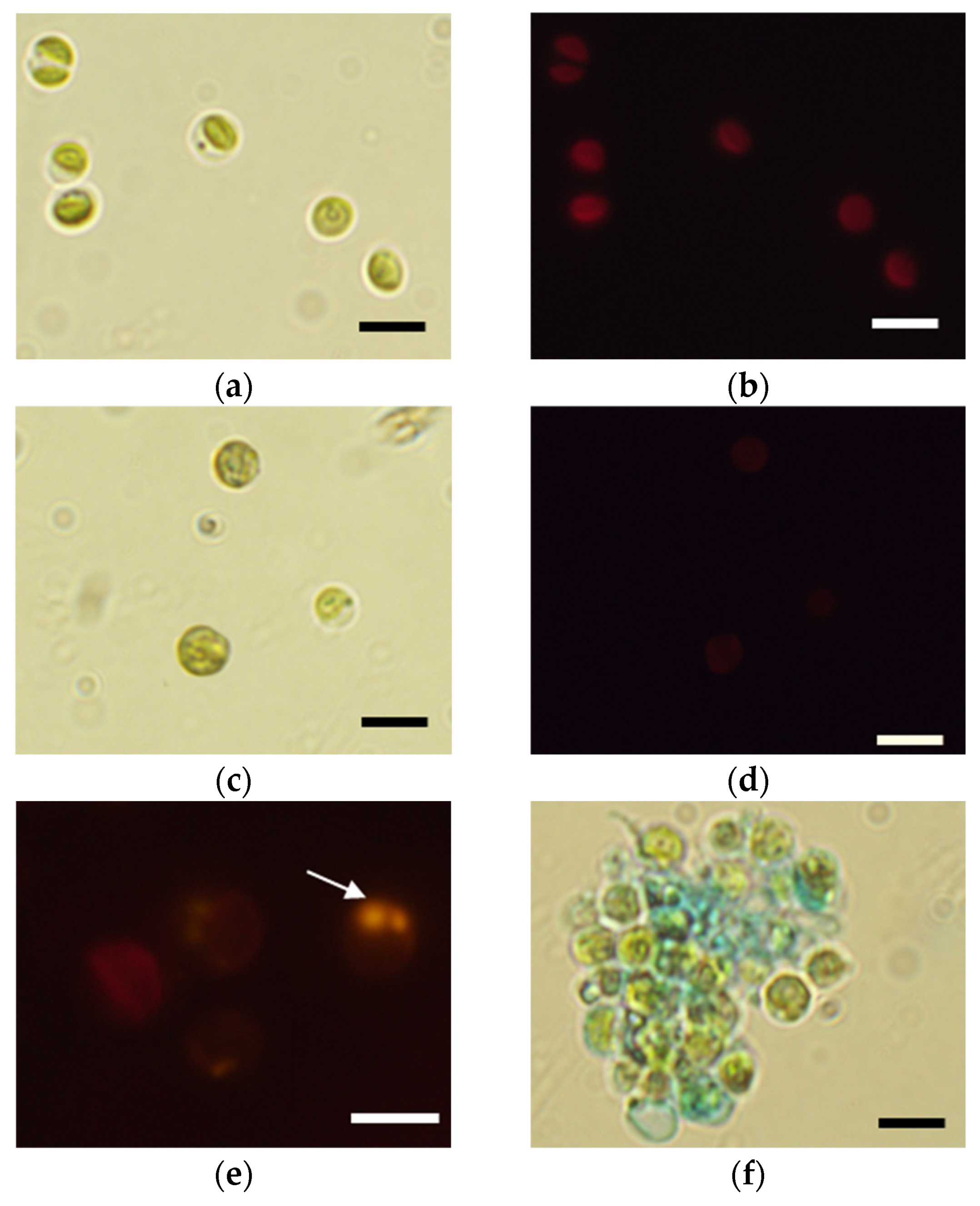 Applsci 15 04235 g008