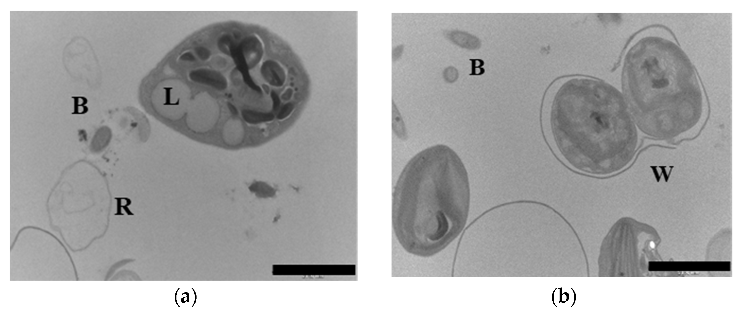 Applsci 15 04235 g009