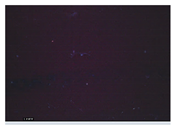 Applsci 15 05355 i017 Applsci 15 05355 i017