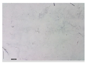 Applsci 15 05355 i028 Applsci 15 05355 i028