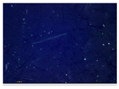 Applsci 15 05355 i031 Applsci 15 05355 i031