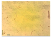 Applsci 15 05355 i032 Applsci 15 05355 i032