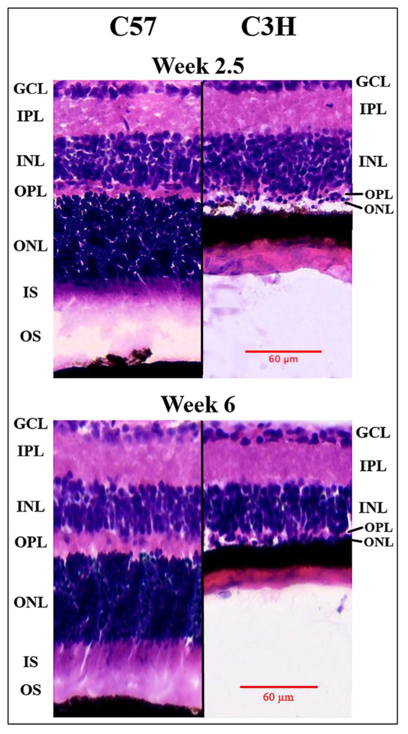 Applsci 15 05486 g002