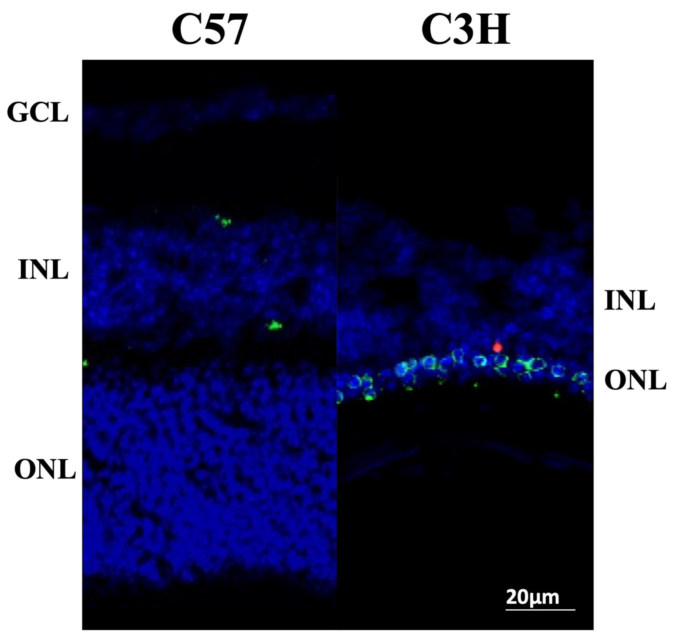 Applsci 15 05486 g005