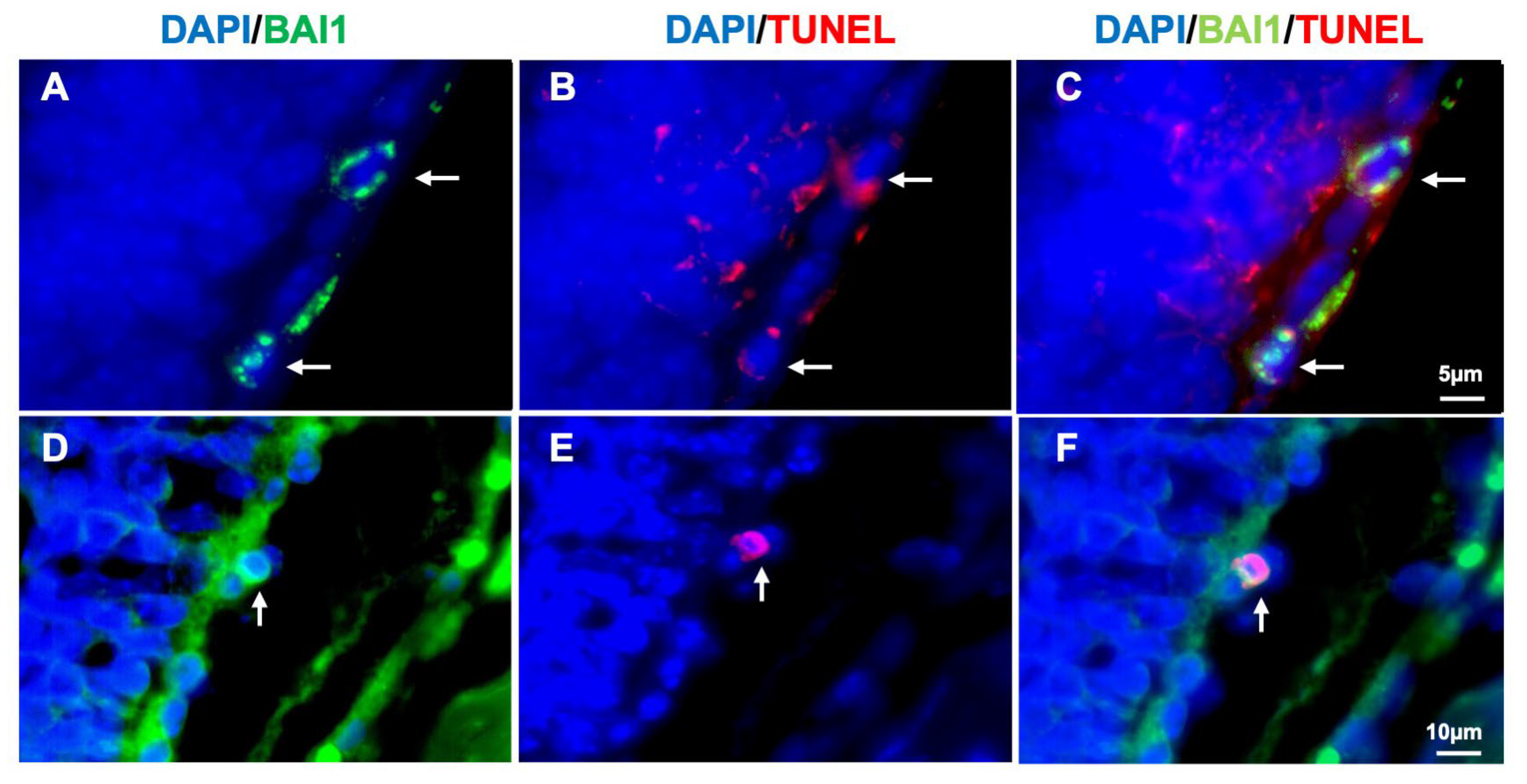 Applsci 15 05486 g007
