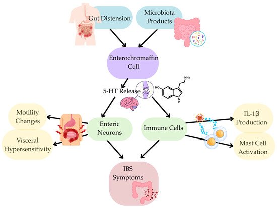 Gut–Brain–Microbiota Axis in Irritable Bowel Syndrome: A Narrative ...