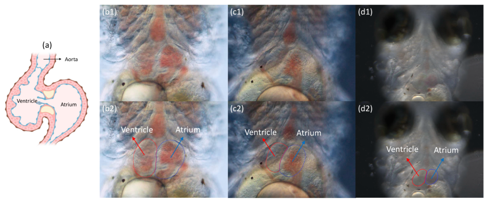 Applsci 15 06537 g006