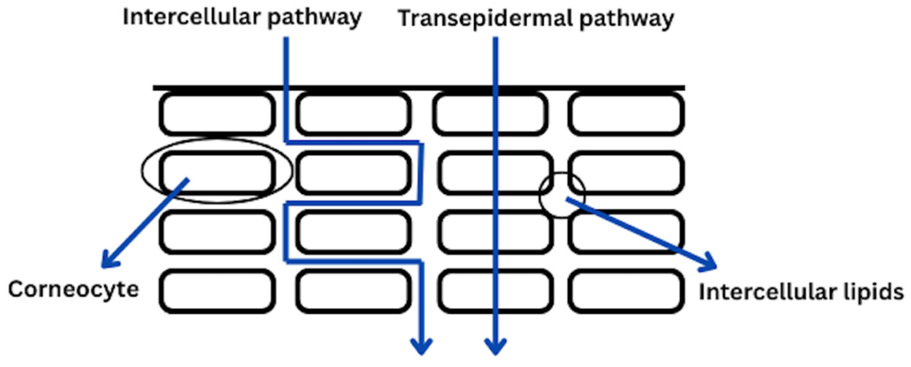 Applsci 15 07101 g001