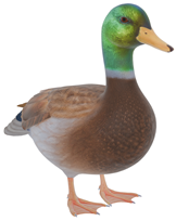 Applsci 15 07246 i004