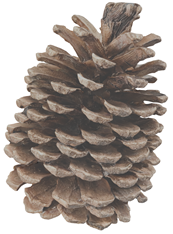 Applsci 15 07246 i005