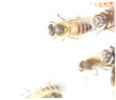 Applsci 15 07969 i027