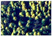 Applsci 15 09641 i020