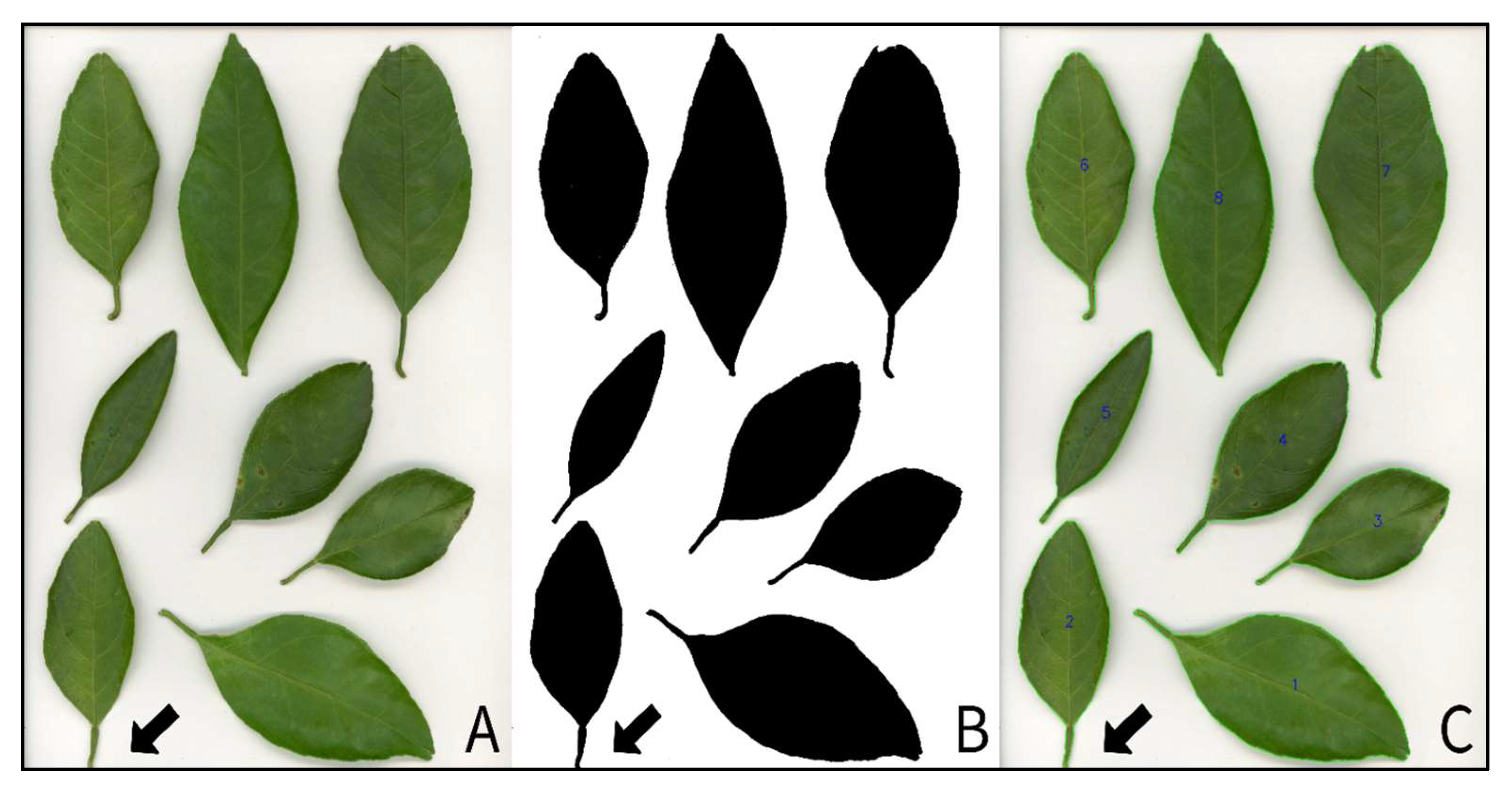 Applsci 15 09750 g005