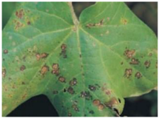 Applsci 15 10668 i001