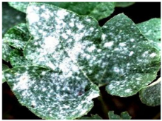 Applsci 15 10668 i002