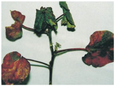 Applsci 15 10668 i003