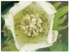 Applsci 15 10668 i004