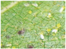 Applsci 15 10668 i005