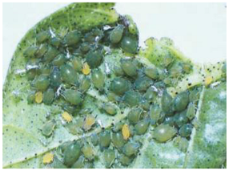 Applsci 15 10668 i006