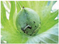 Applsci 15 10668 i007