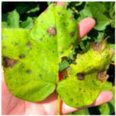 Applsci 15 10668 i008