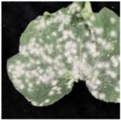 Applsci 15 10668 i009