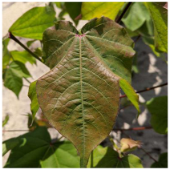 Applsci 15 10668 i010