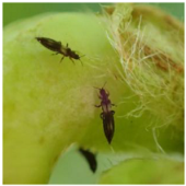 Applsci 15 10668 i011