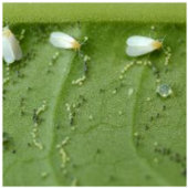 Applsci 15 10668 i012