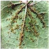 Applsci 15 10668 i013