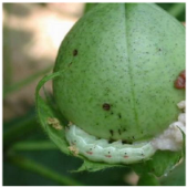 Applsci 15 10668 i014