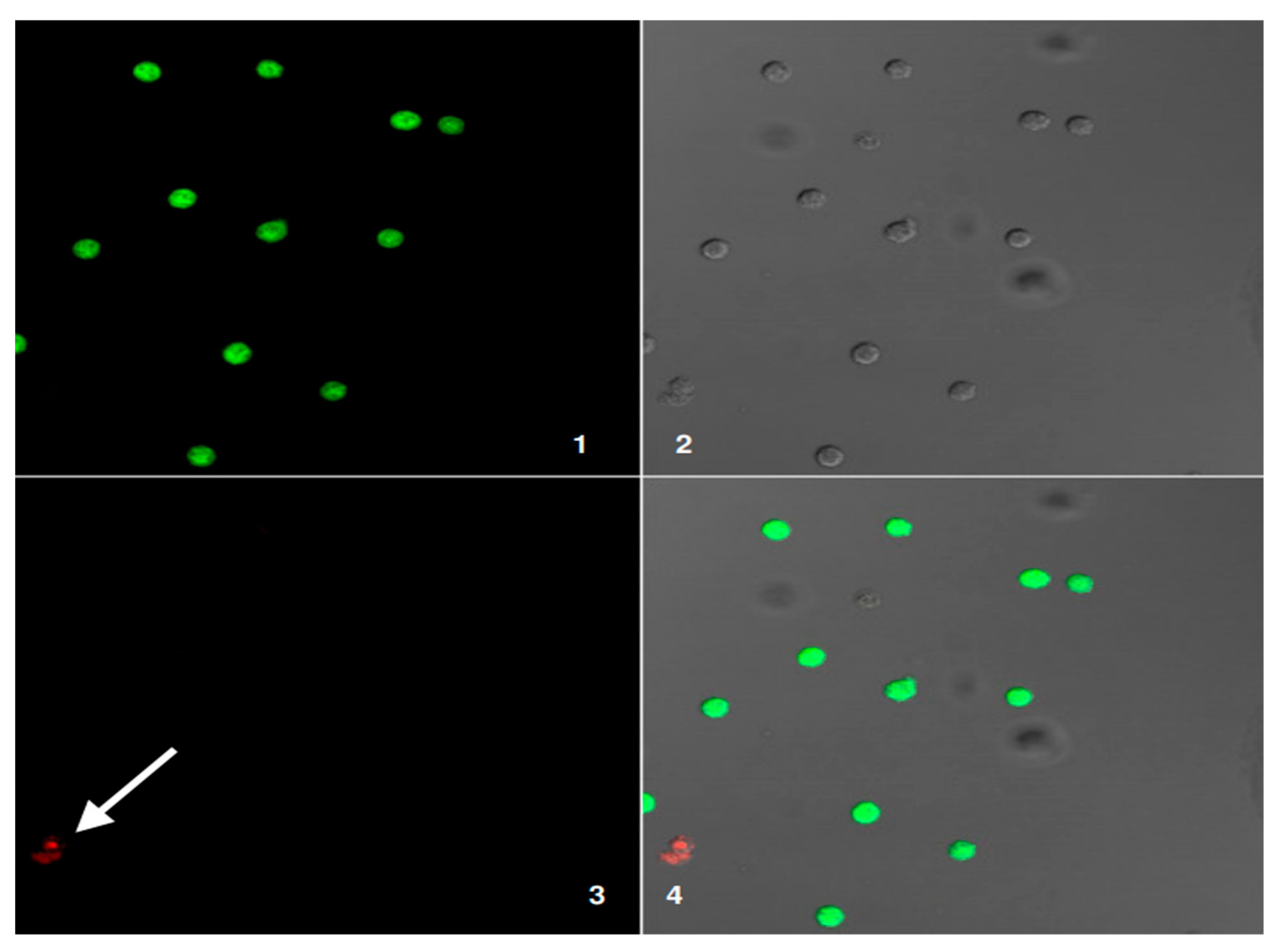 Applsci 15 11500 g007 Applsci 15 11500 g007